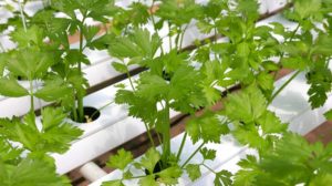 coriander hydroponic vegetables | Best Plants For Hydroponics | hydroponics for beginners | featured