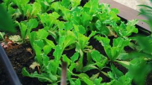 green plant on brown soil | How To Grow Romaine Lettuce FAST | featured