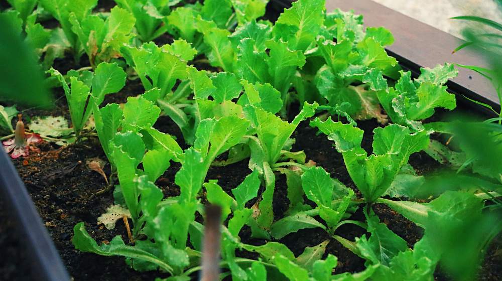 green plant on brown soil | How To Grow Romaine Lettuce FAST | featured