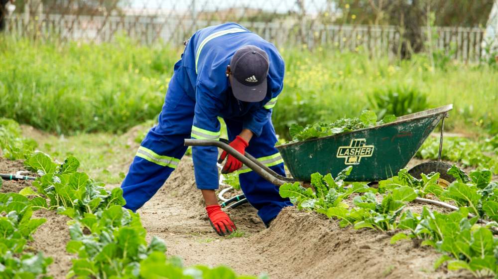 man grabbing grass wearing pair of red garden gloves | Must-Know Tips When Growing Lettuce In Summer | featured