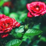 red roses closeup | How To Grow Roses From Seeds The Right Way | Featured