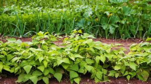vegetable garden with beds in rows planted in crop rotation | Best Regenerative Plants For Your Garden | regenerative gardening | featured