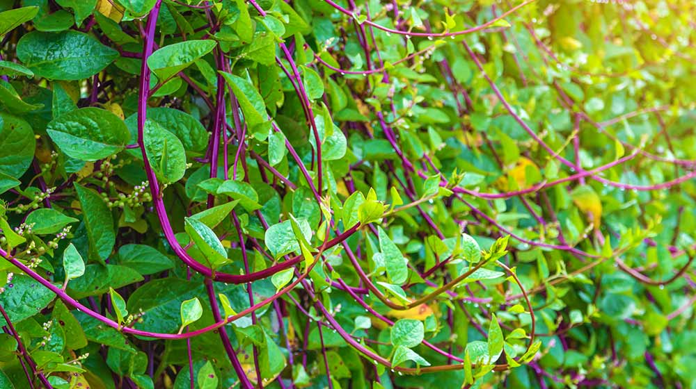 Basella Rubra | How To Grow Malabar Spinach | A Step By Step Guide | red malabar spinach | featured