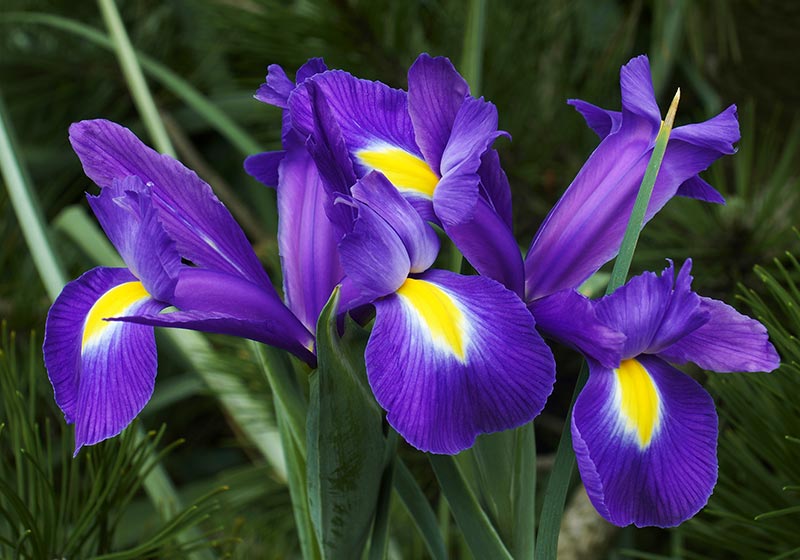 Dutch iris | Fall Gardening With Stunning Perennial Flowering Bulbs