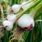 Harvested garlic close-up | A Beginner's Guide To Growing Garlic in Raised Beds | garlic growing stages | featured