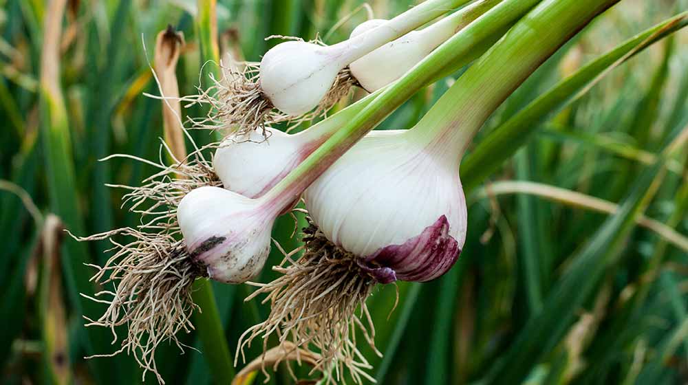 Harvested garlic close-up | A Beginner's Guide To Growing Garlic in Raised Beds | garlic growing stages | featured