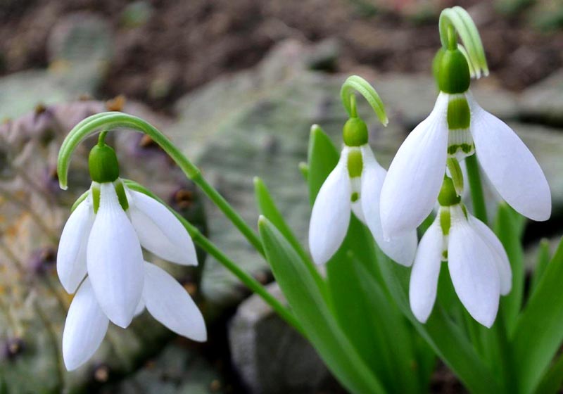 Snowdrop spring flowers | Fall Gardening With Stunning Perennial Flowering Bulbs