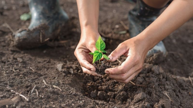two hands holding a seedling to transplanting into fertile soil | Herb Gardening: How To Grow A Bay Leaf Plant