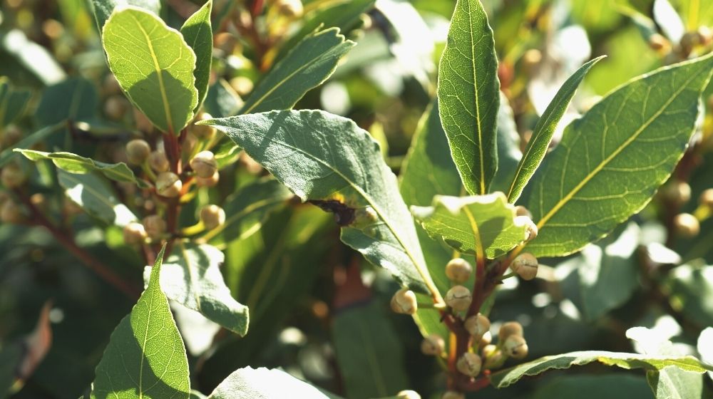 bay leaves | Herb Gardening: How To Grow A Bay Leaf Plant | Featured