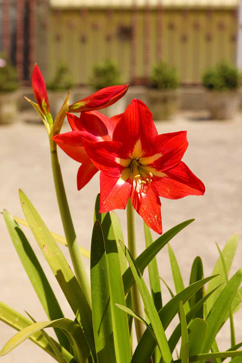 beautiful red Amaryllis | Fall Gardening With Stunning Perennial Flowering Bulbs