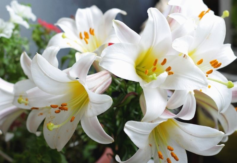 flowers lily white lilies | 15 Best Red, White, and Blue Flowers For Your Labor Day Decorations