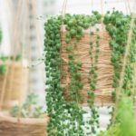 hanging garden succulent plants similar twine pots | 17 Hanging Succulents To Add Greenery To Your Home | Featured