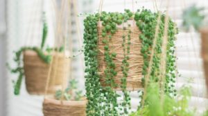 hanging garden succulent plants similar twine pots | 17 Hanging Succulents To Add Greenery To Your Home | Featured