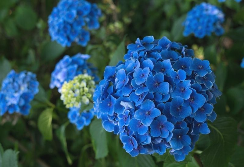 hydrangea flowers rainy season | 15 Best Red, White, and Blue Flowers For Your Labor Day Decorations