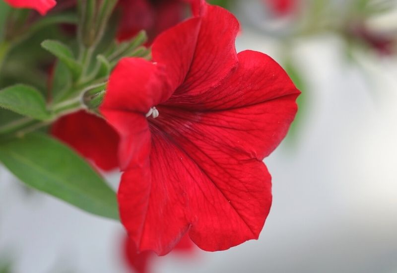 petunia flower flowers nature | 15 Best Red, White, and Blue Flowers For Your Labor Day Decorations