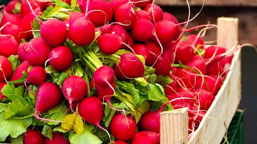 red radishes | Everything To Know About Growing Radishes In Containers | Featured
