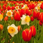 spring-flowers | Fall Gardening With Stunning Perennial Flowering Bulbs | fall flowers | featured