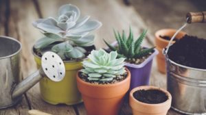 succulents pots bucket soil watering can | 19 Types Of Succulents | Featured