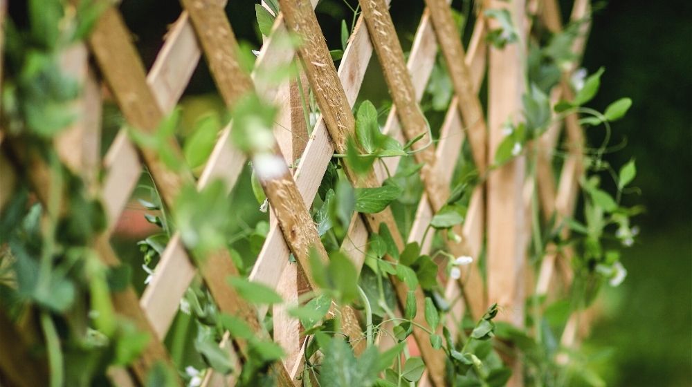 sugar snap peas growing trellis organic | Easy DIY Garden Trellis Projects | Featured