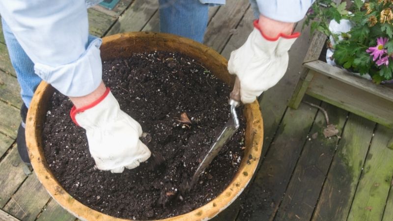 woman using shovel dig work mix potting soil | Herb Gardening: How To Grow A Bay Leaf Plant