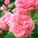 beautiful shrub roses growing outdoor | 13 Pretty Fall Flowers To Plant In Your Autumn Garden Right Now