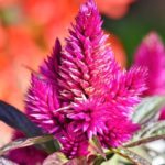 celosia argentea cockscomb | How To Grow Celosia Flowers In Your Fall Garden | Featured