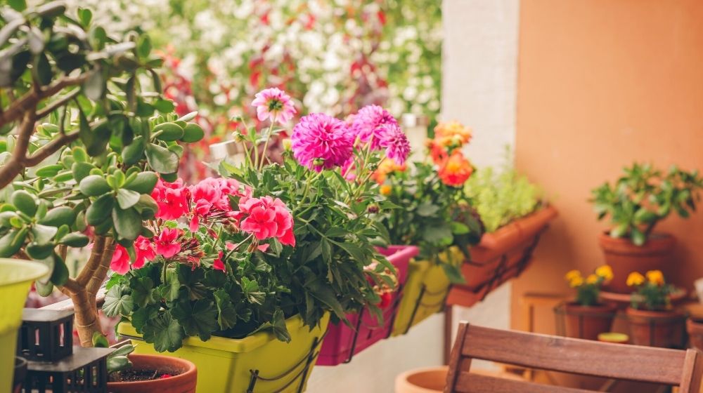 colorful flowers growing pots on balcony | 13 Pretty Fall Flowers To Plant In Your Autumn Garden Right Now | Featured