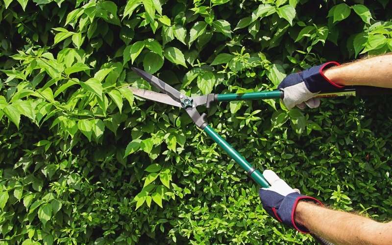cutting hedge using pruning shears | How To Trim Overgrown Hedges Without Ruining It | garden hedge