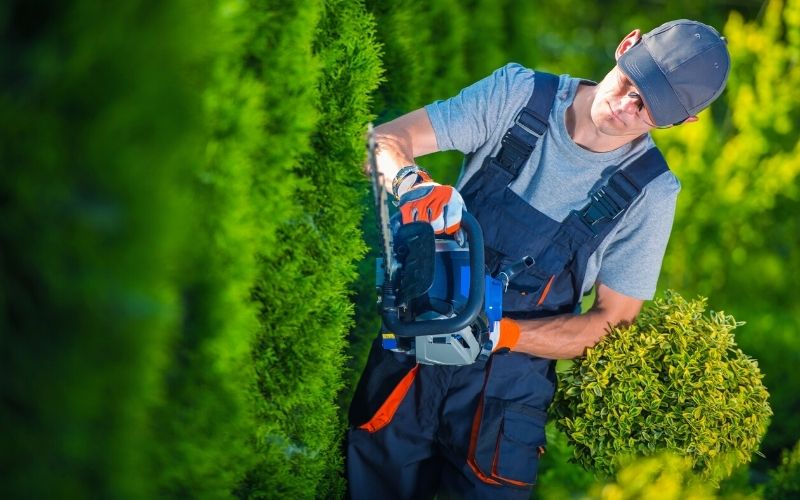 hedge trimmer works gardener with gasoline hedge trimmer | How To Trim Overgrown Hedges Without Ruining It | flowering hedge plants