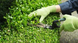 horizontal photo hands wearing gloves trimming hedges | How To Trim Overgrown Hedges Without Ruining It | Featured