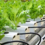 hydroponic fillie iceburg leaf lettuce vegetables plantation | What Is A Nutrient Film Technique System And How Does It Work? | Featured
