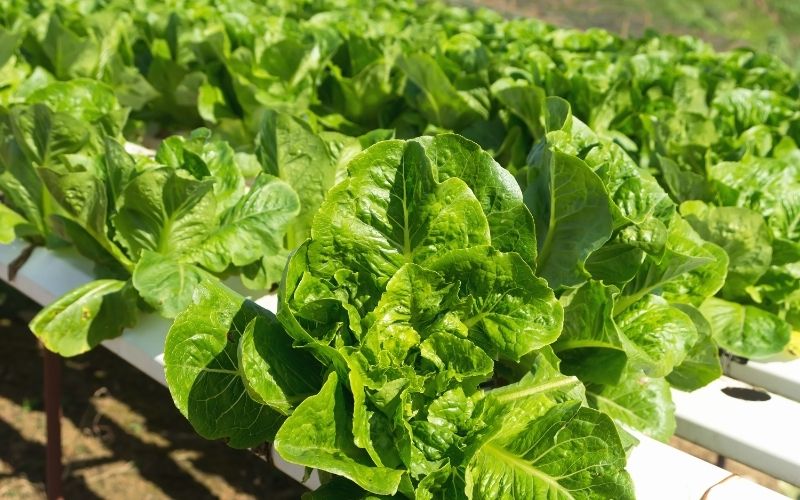 hydroponics | growing vegetables