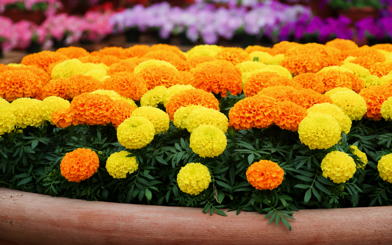 marigolds mixed color | 13 Pretty Fall Flowers To Plant In Your Autumn Garden Right Now 