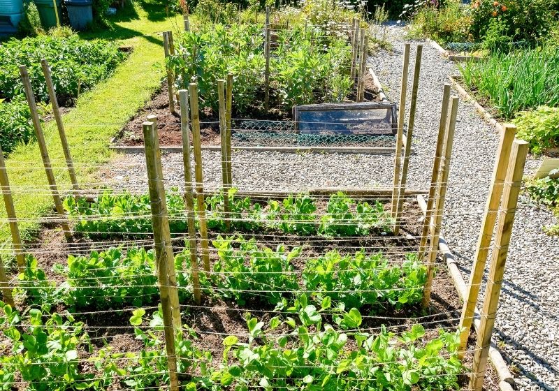 Pea seedlings home garden allotment | Vegetable Garden Design: How To Layout A Fall Garden