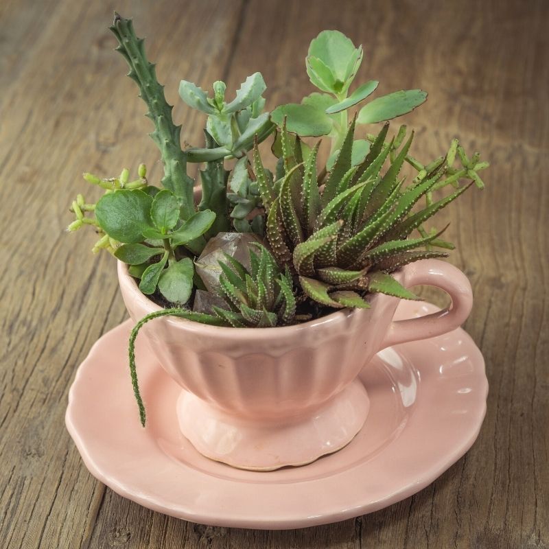 succulent cactus teacup planter | Adorable Coffee Mug Planter Ideas For Your Succulents