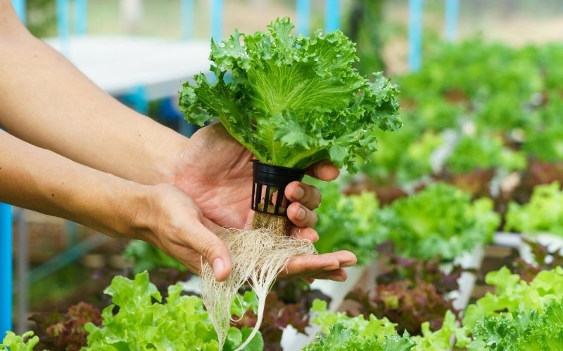 vegetables hydroponics | hydroponic gardening
