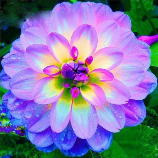 100Pcs Rare Blue and White Point Dahlia Seeds Beautiful Perennial