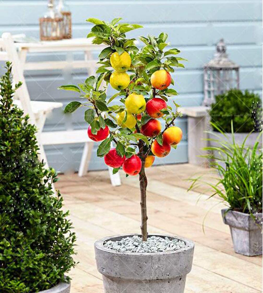 30pcs Lemon Tree Seeds Citrus Bonsai decor House Garden Balcony Bonsai Fruit 