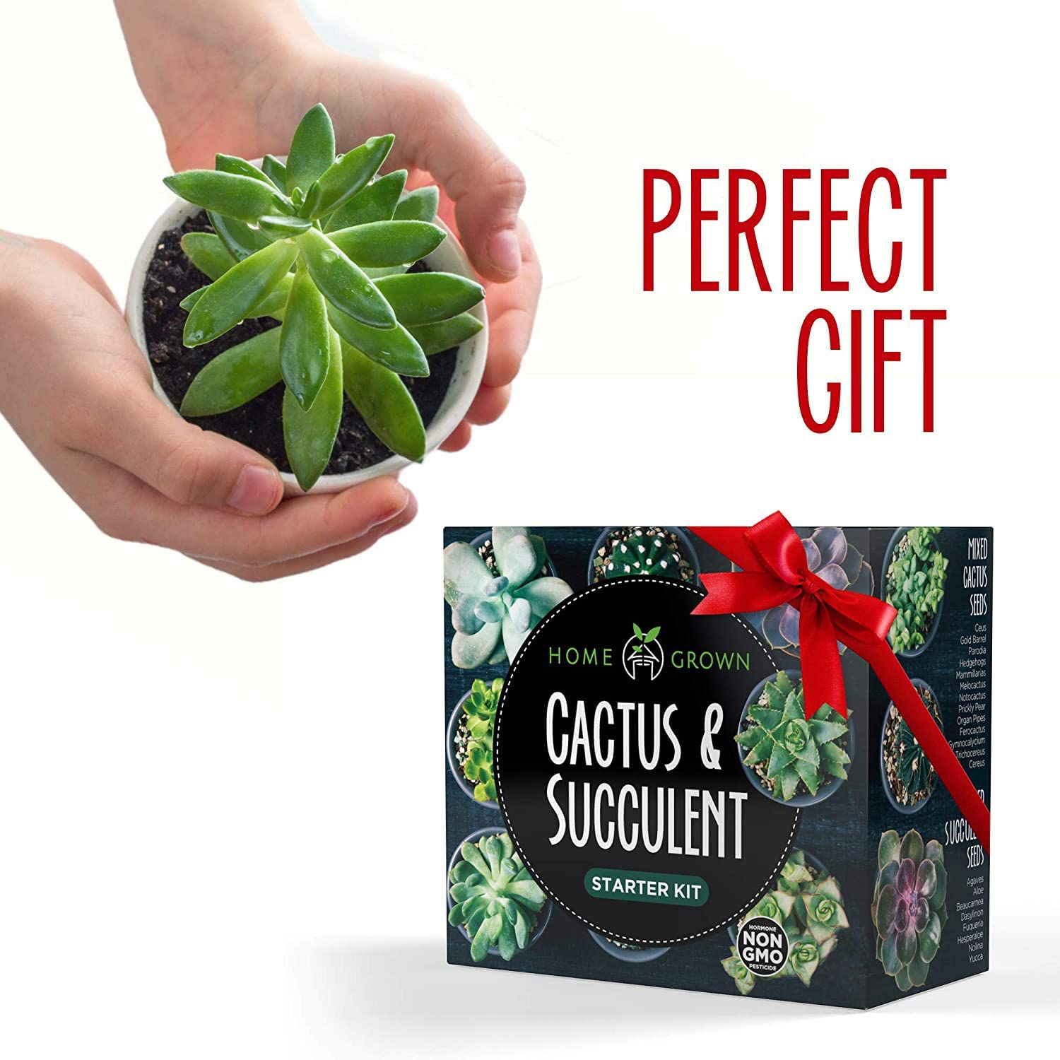 Drip Trays Enthusiasts Favorites - Cactus & Succulent Starter Kit DIY Gift Kits for Adults and Kids Premium Pack Soil Seeds Mix 4 Planters Succulent & Cactus Seed Kit for Planting Markers 
