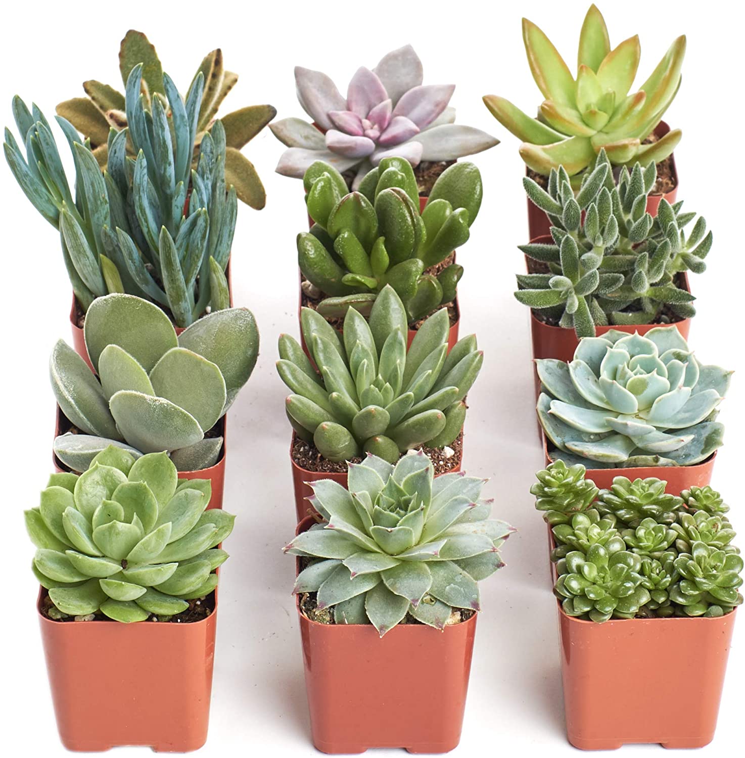 Shop Succulents Unique Live Plants Collection of 12 Hand Selected Variety Pack of Mini Succulents 