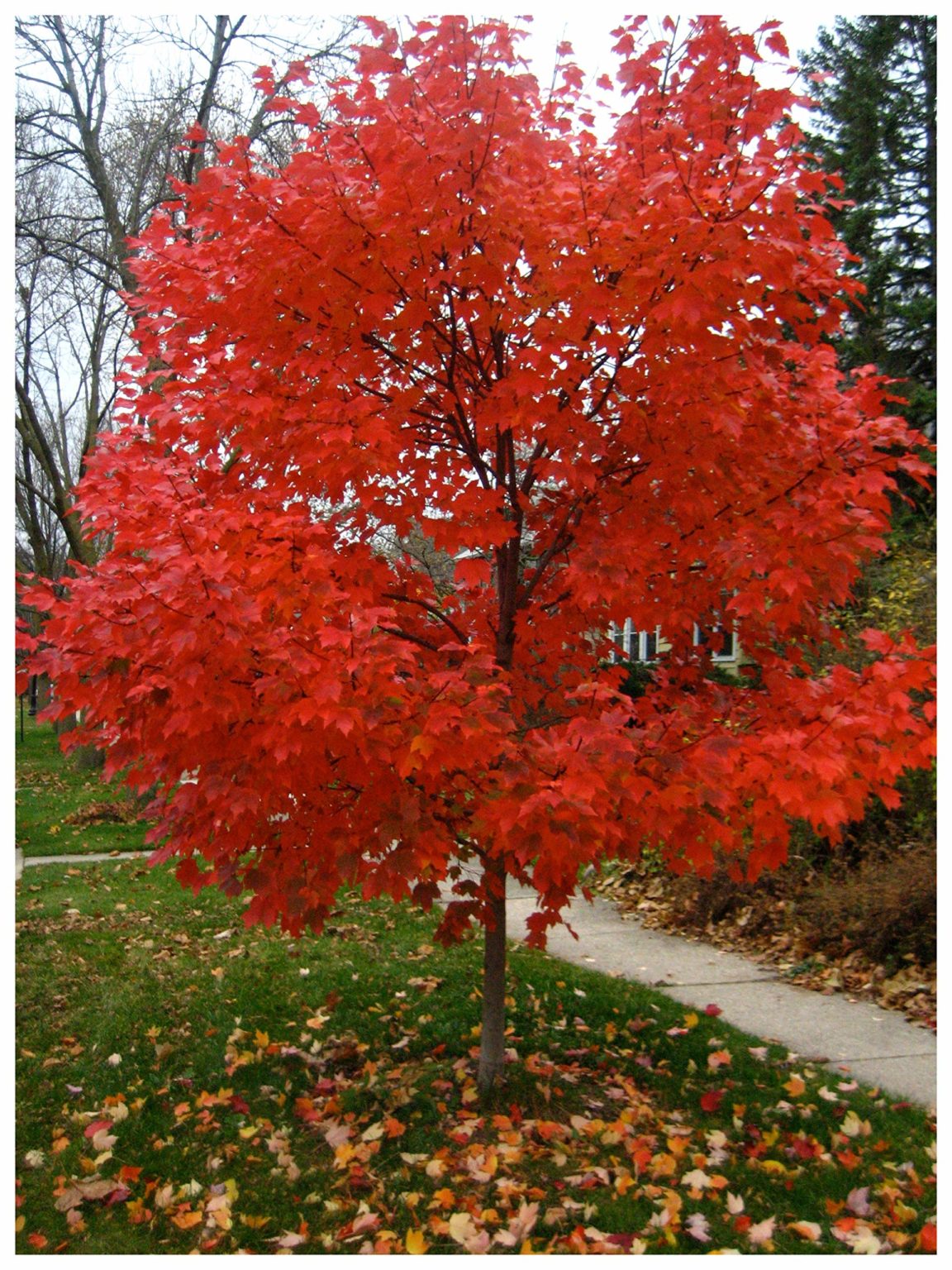 Autumn Blaze Red Maple Tree Acer Saccharinum Heavy Established.