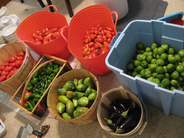 The harvest from all the seeds I grew this year! | Seed Catalog Tips