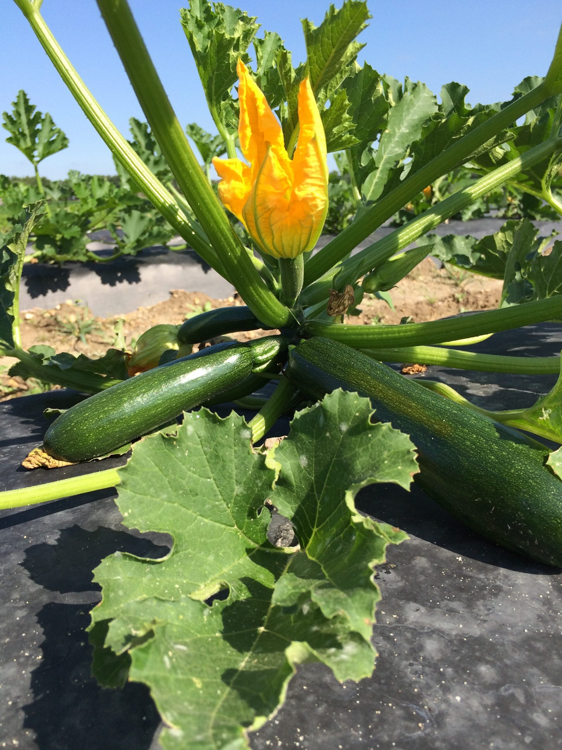 Zucchini variety trial on raised beds | Fastest Growing Vegetables for a quick harvest | vegetables that grow fast
