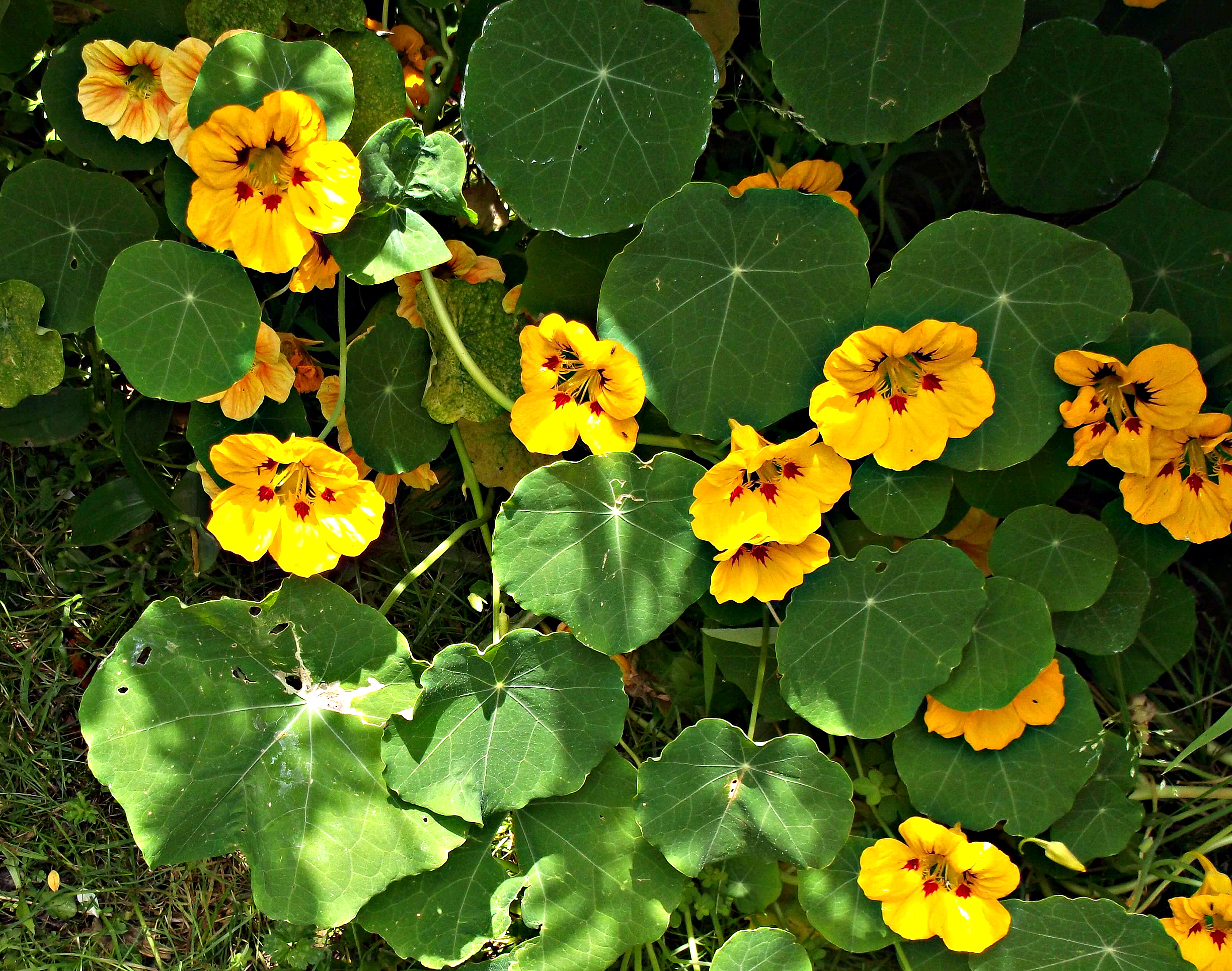 Nasturtium | Best Spring Herbs for your garden | spring herbs and spices