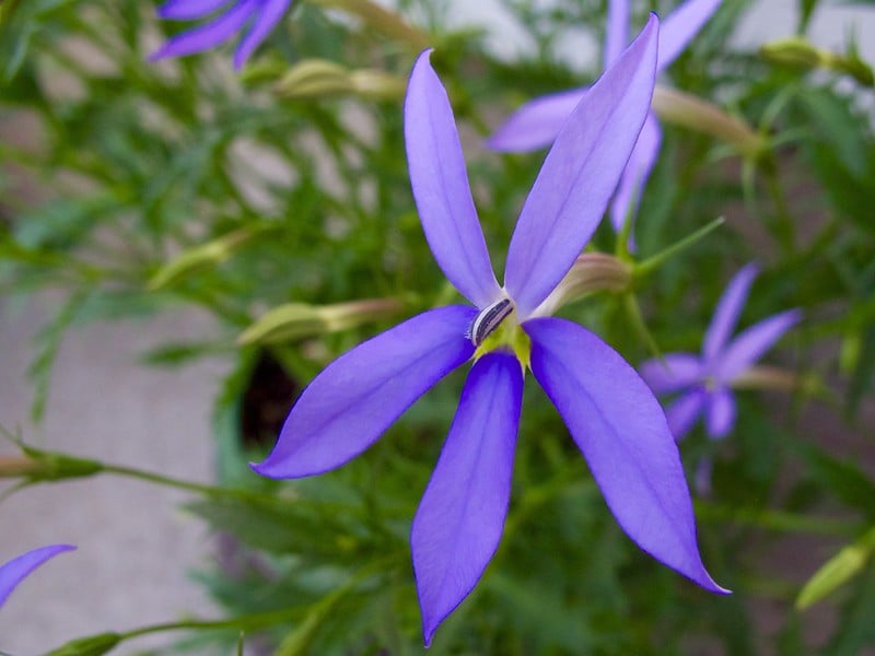 Laurentia | Summer-Loving Annual Plants For A New Garden Every Year