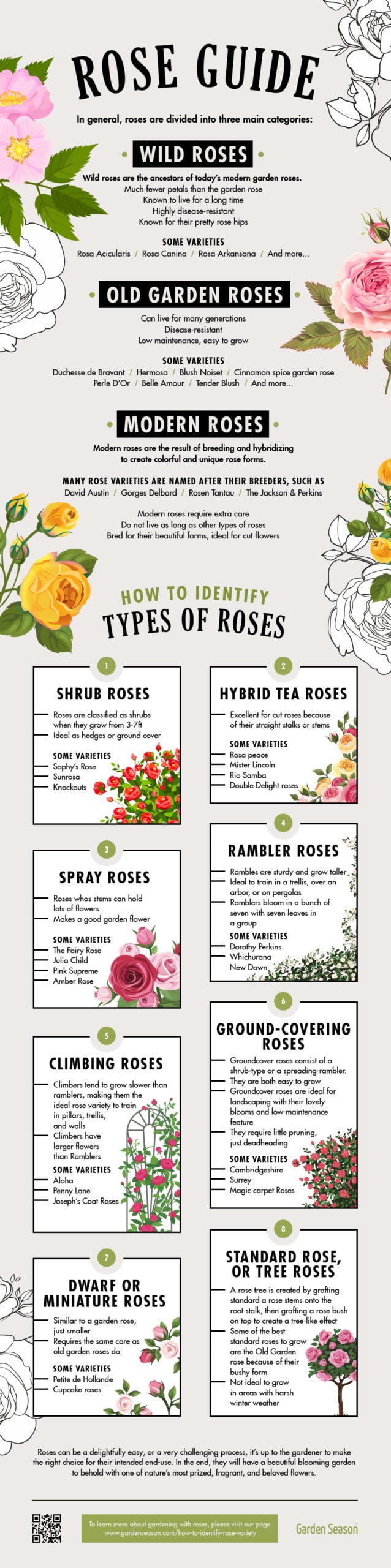 How To Identify Rose Variety Like A Flower Expert [INFOGRAPHIC] | Garden Season Tips