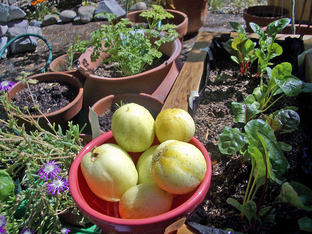Lemon Cukes