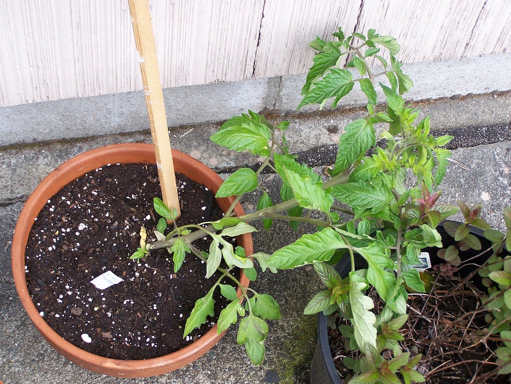 The tomato plant | Growing Tomatoes In Pots Indoors | growing tomatoes indoors