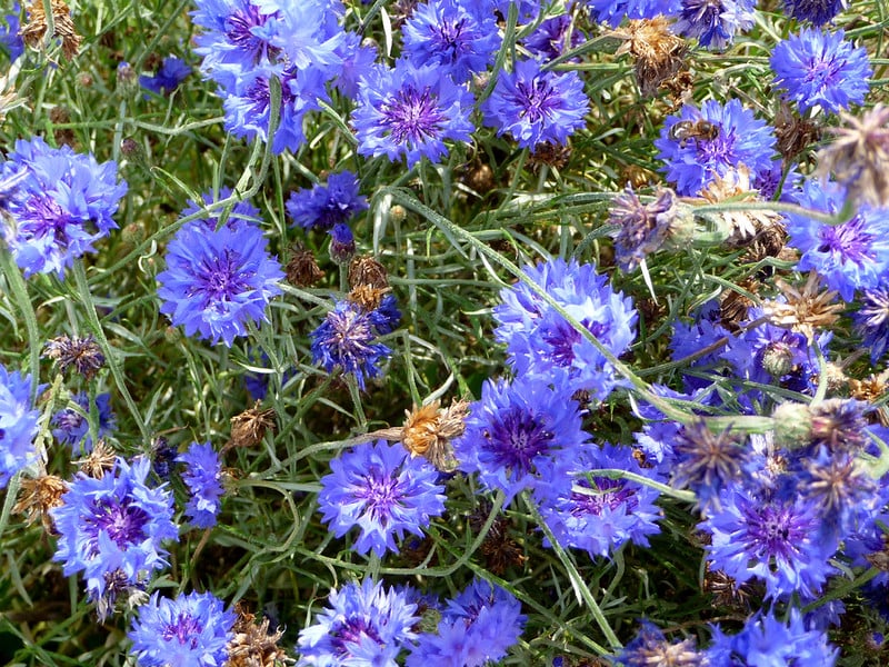 Cornflowers | Summer-Loving Annual Plants For A New Garden Every Year