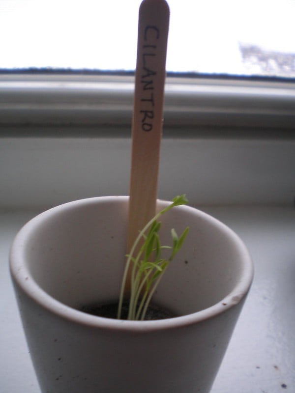 cilantro |Growing Food From Scraps | Kitchen Scraps You Can Regrow | indoor garden